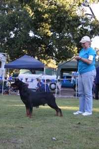 37. Best Australian Bred In Show Catalogue No 69 LEISTUNGHUN